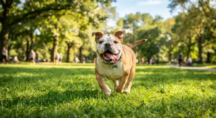 Smiling English bulldog trotting across a park lawn