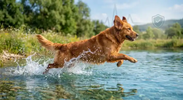 Golden retriever leaping through shallow river water