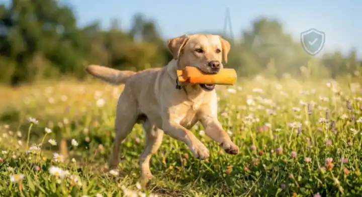 Yellow Labrador retriever running through a meadow with a training dummy